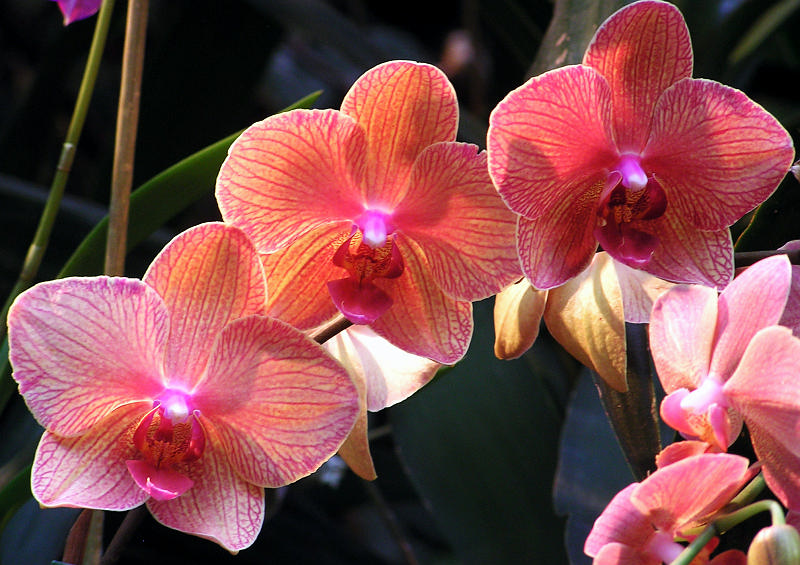 Orchidea.19.JPG - OLYMPUS DIGITAL CAMERA